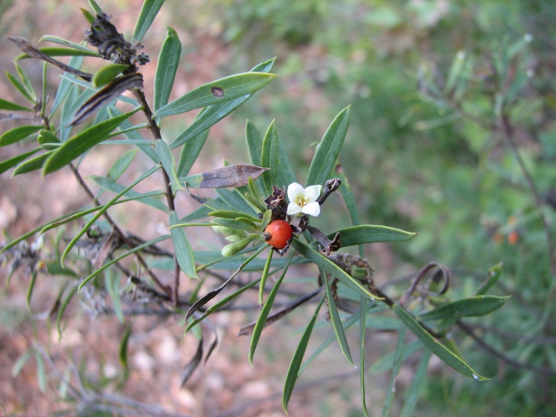 torvisco (Daphne gnidium) 2