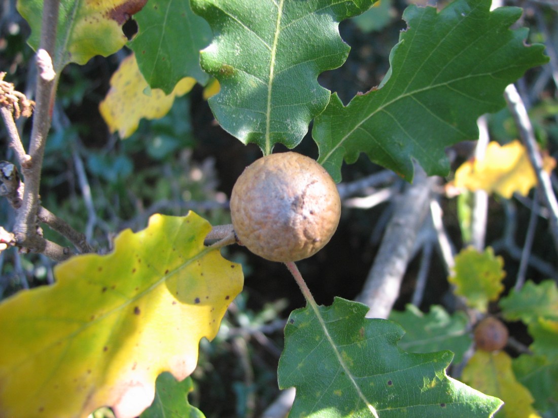 Andricus Kollari (Himenóptero Cynipidae) 5