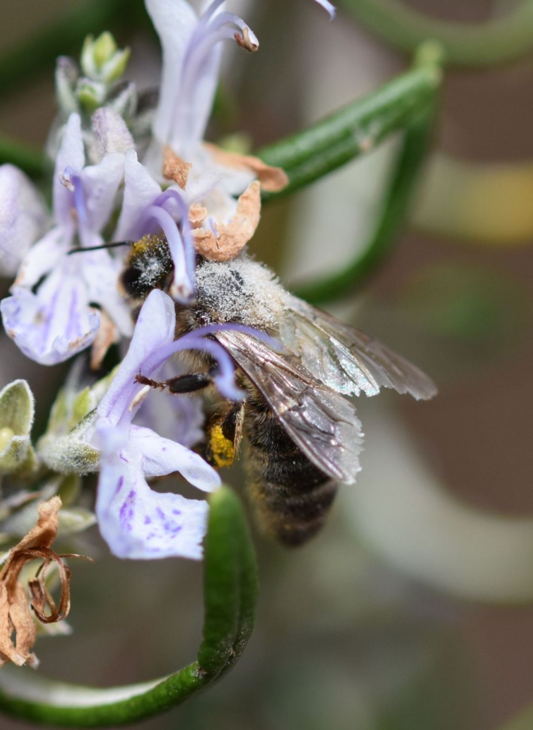 Abeja (Apis Mellifera) Foto de Jose María Coso