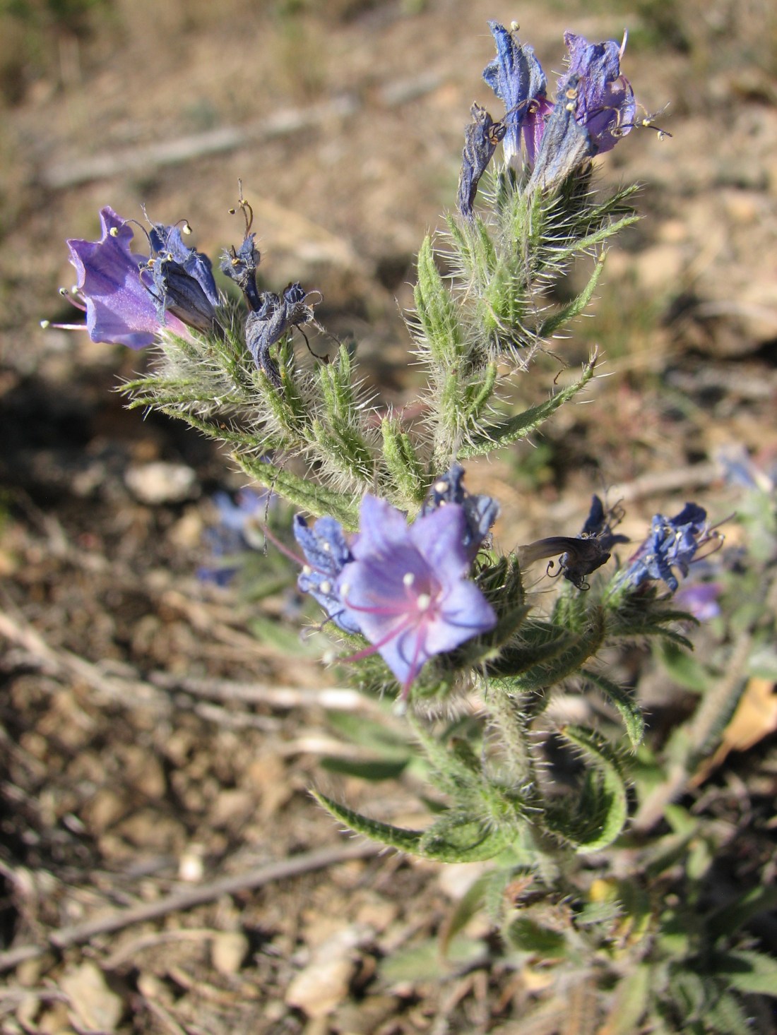 Viborera (Borratja borda)