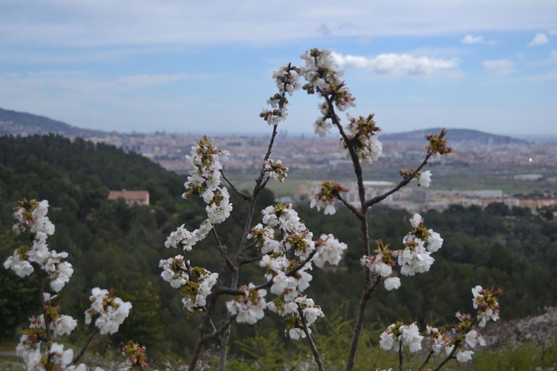 Cerezo en flor 1