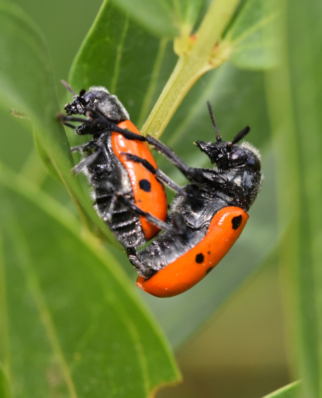 Oedemera 3 (Jose M. Coso)