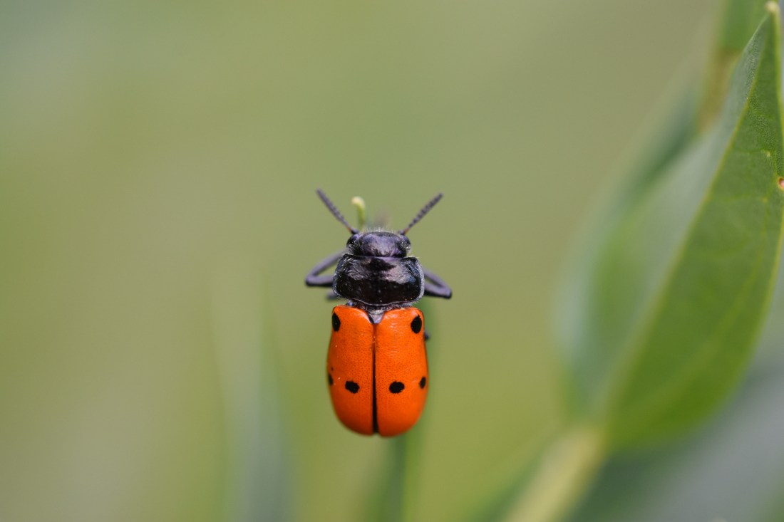 Oedemera 1 (Jose M. Coso)