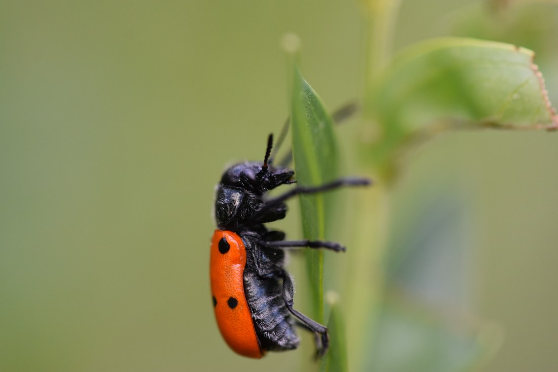 Oedemera 2 (Jose M. Coso)
