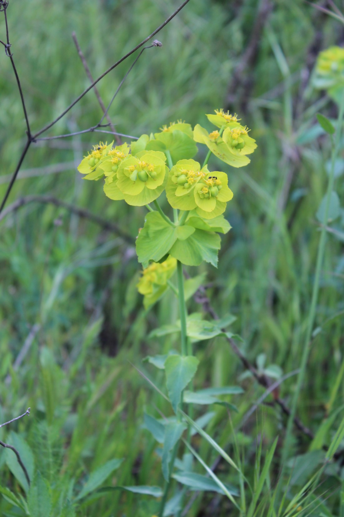 Lechetrezna serrada - lleteresa serrada (Euphorbia serrata)