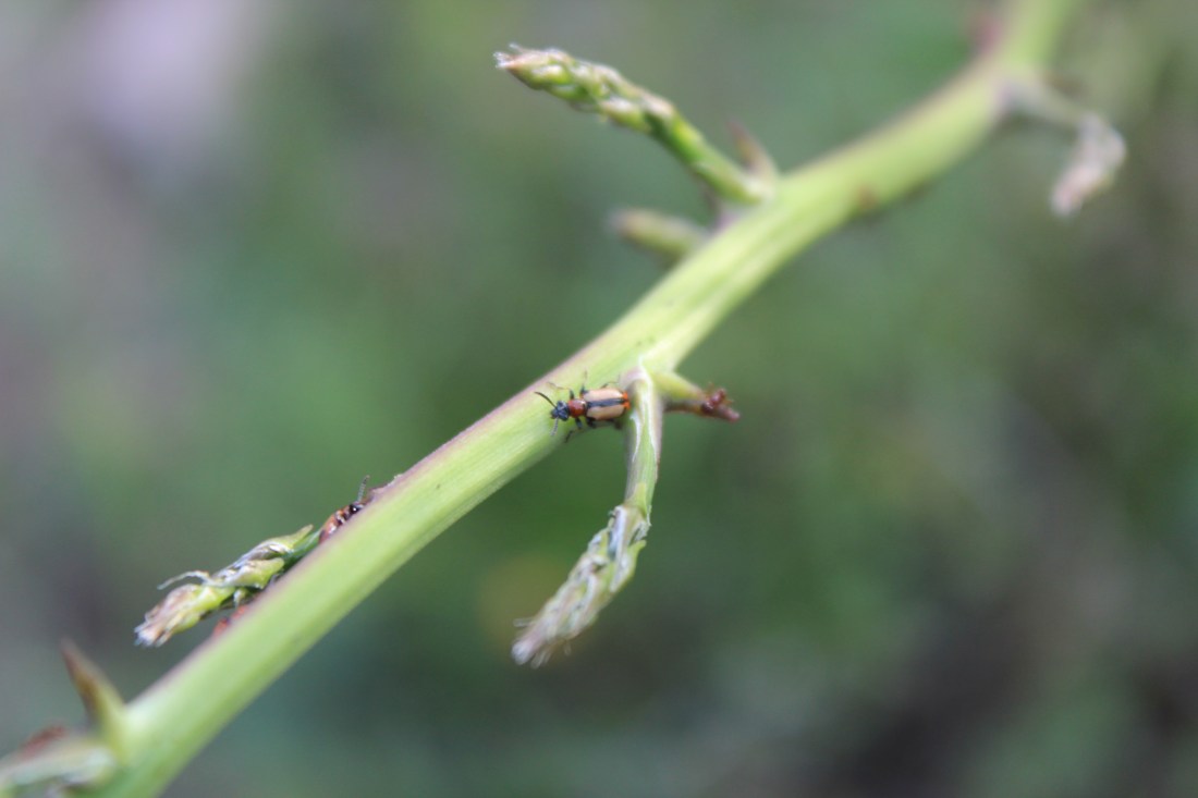 Crioceris Esparagis 1