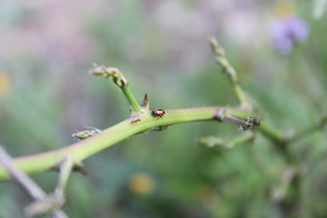 Crioceris Esparagis 2