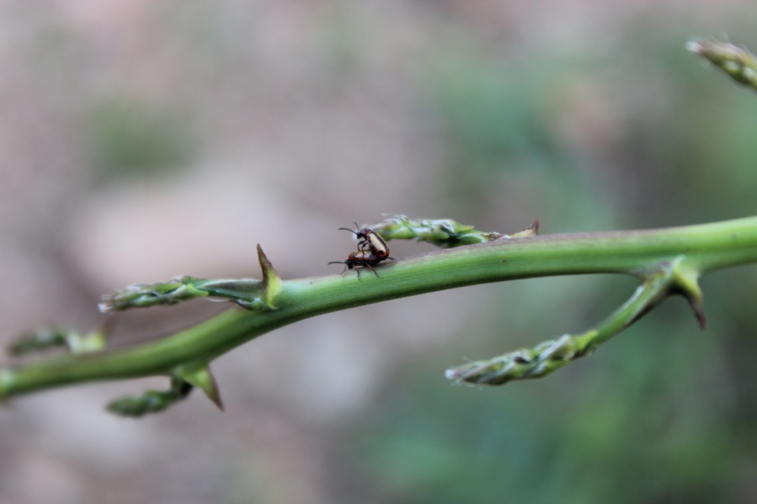 Crioceris Esparagis 3