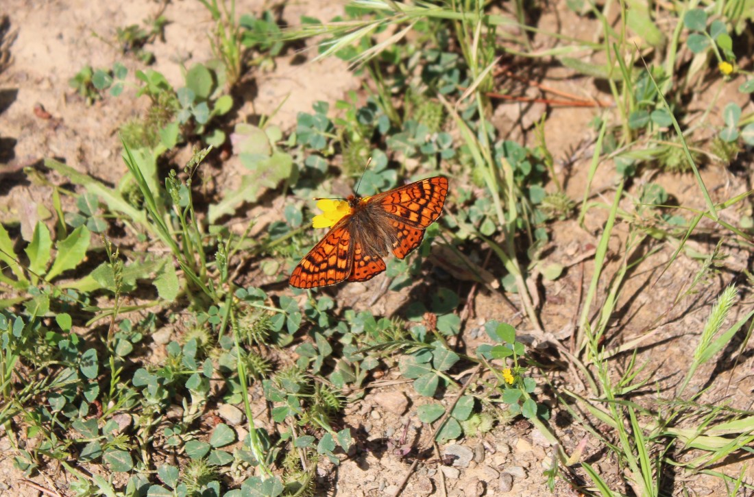 Euphydrya Aurinia (Cat: Brocat variable) (Cast: Doncella de ondas) 1