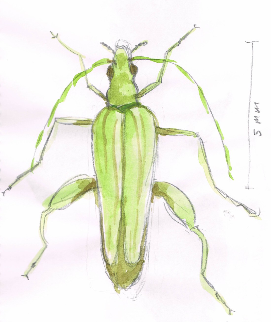 oedemera-2.jpg