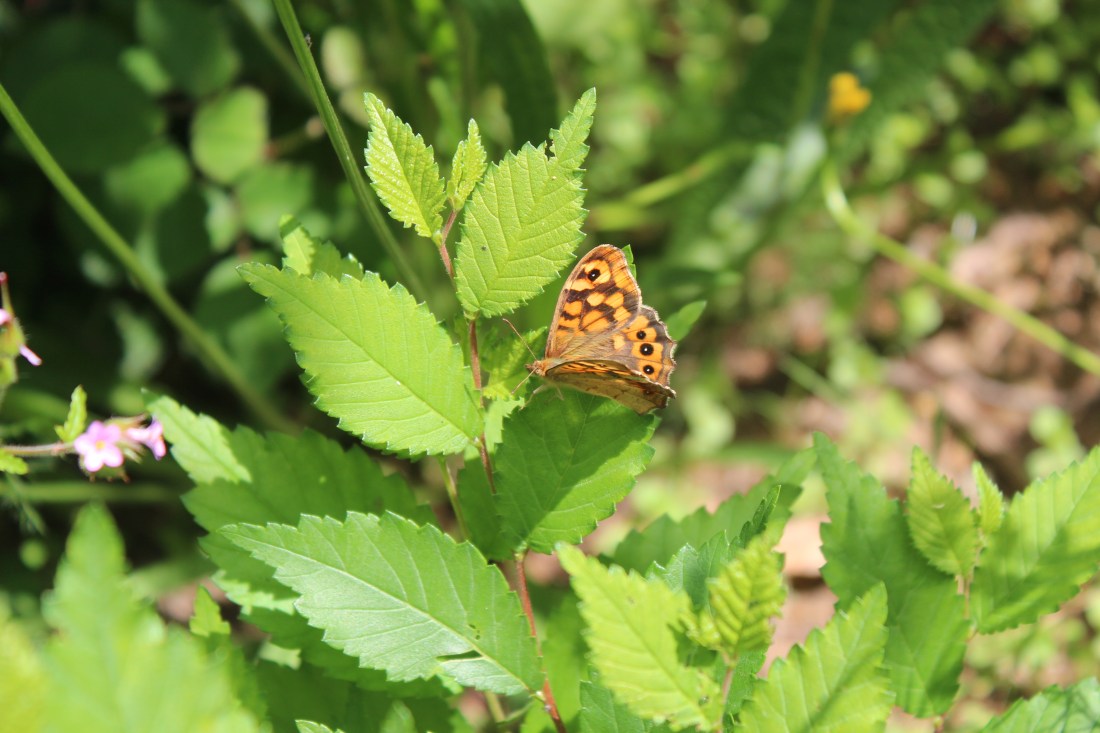 Pararge Aegeria (cat. Bruna del bosc) (Cast. de los muros o maculada)