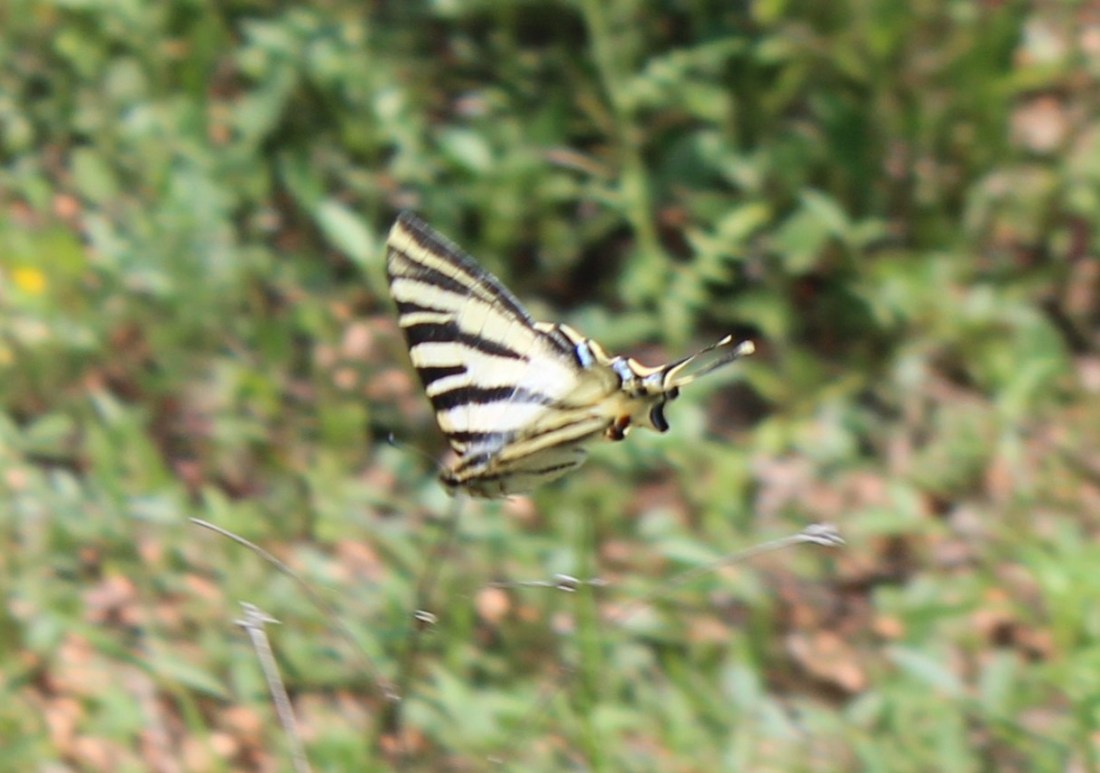 "Podalirio o Chupa Leche" (Iphiclides podalirius) (Cat.papallona zebrada o xuclallet)3