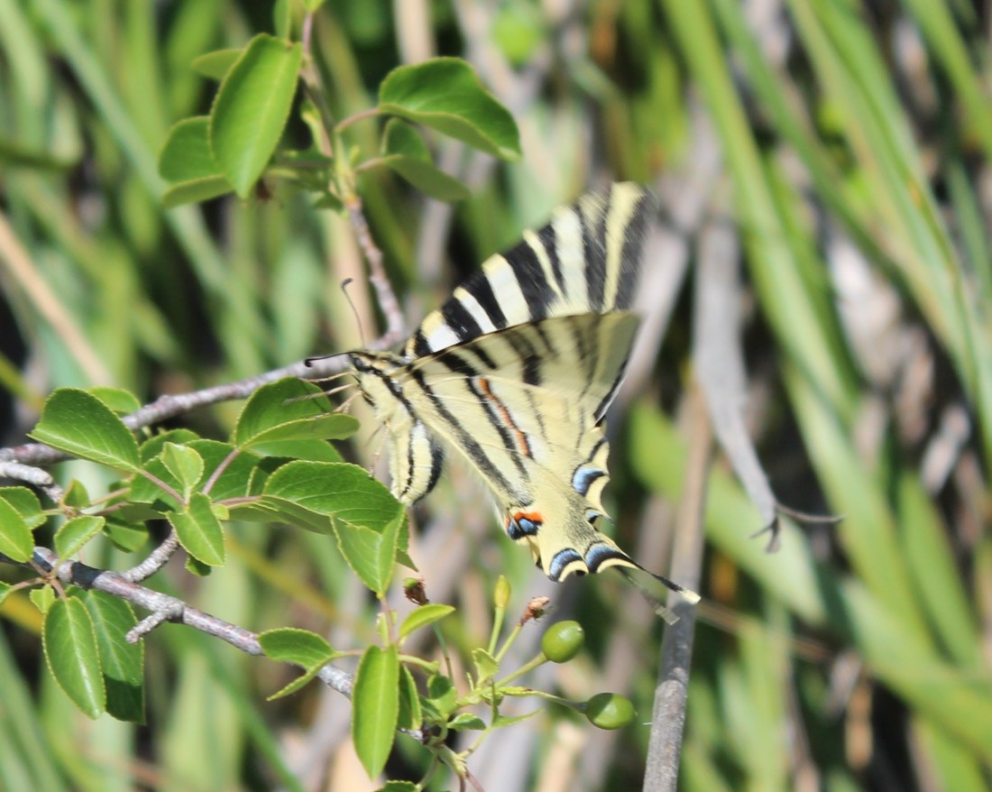 "Podalirio o Chupa Leche" (Iphiclides podalirius) (Cat.papallona zebrada o xuclallet)2
