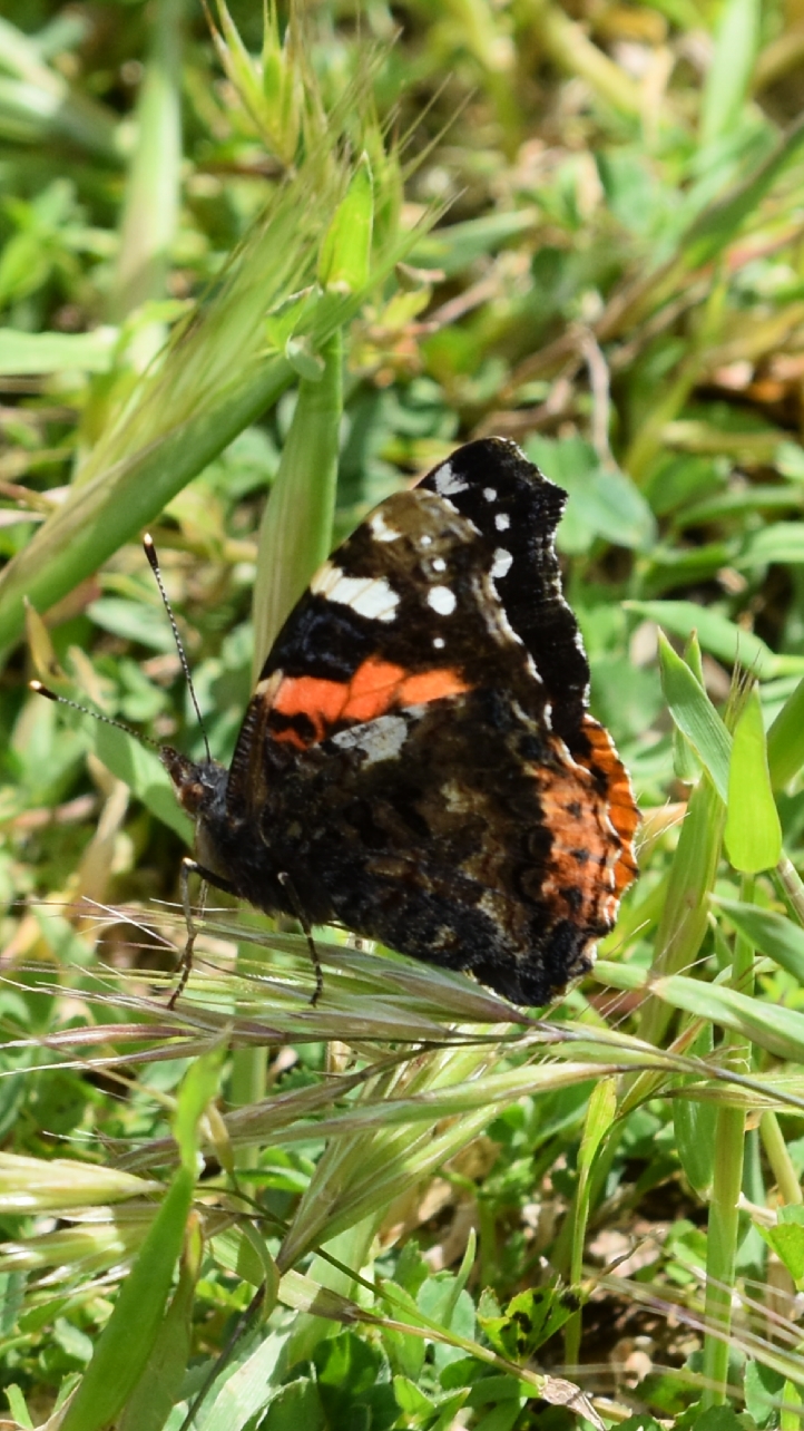 Vanessa Atalanta 2