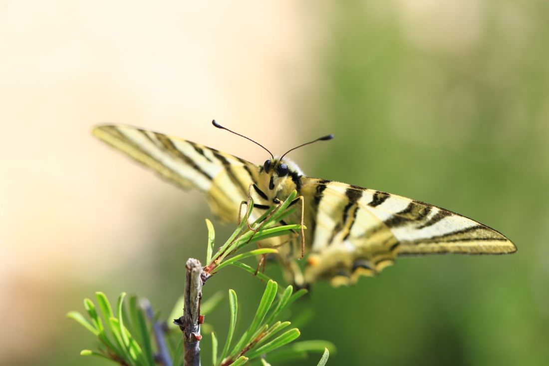 "Podalirio o Chupa Leche" (Iphiclides podalirius) (Cat.papallona zebrada o xuclallet)1