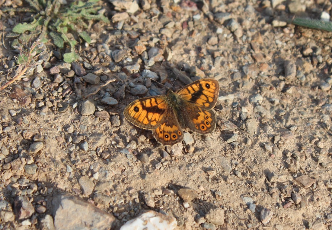 Lasiommata Megera (margenera comuna)