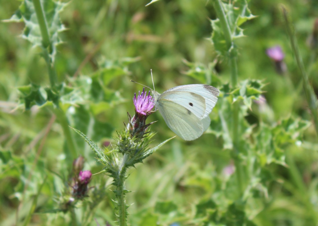 Pieris Brassicae 1