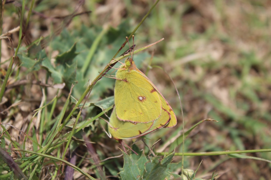 Colias Croceus 1