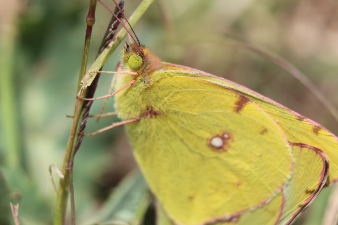 Colias Croceus 2