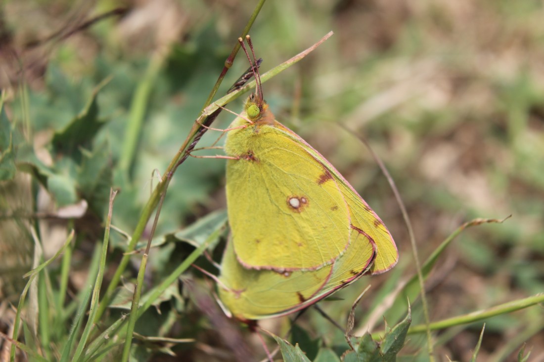 Colias Croceus 3