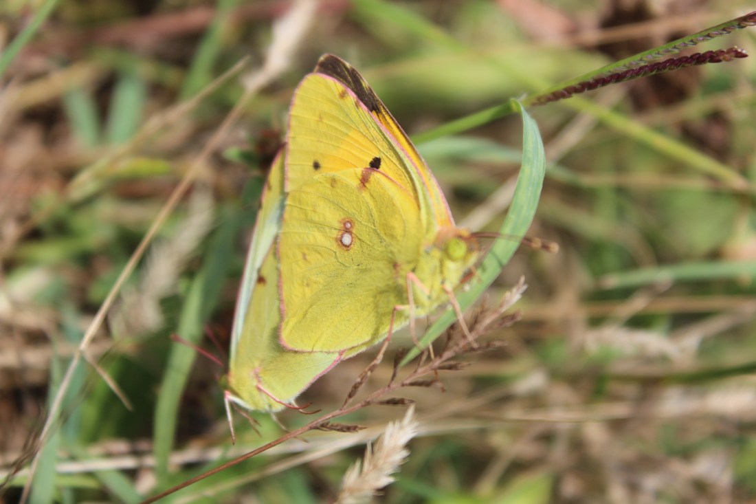 Colias Croceus 4