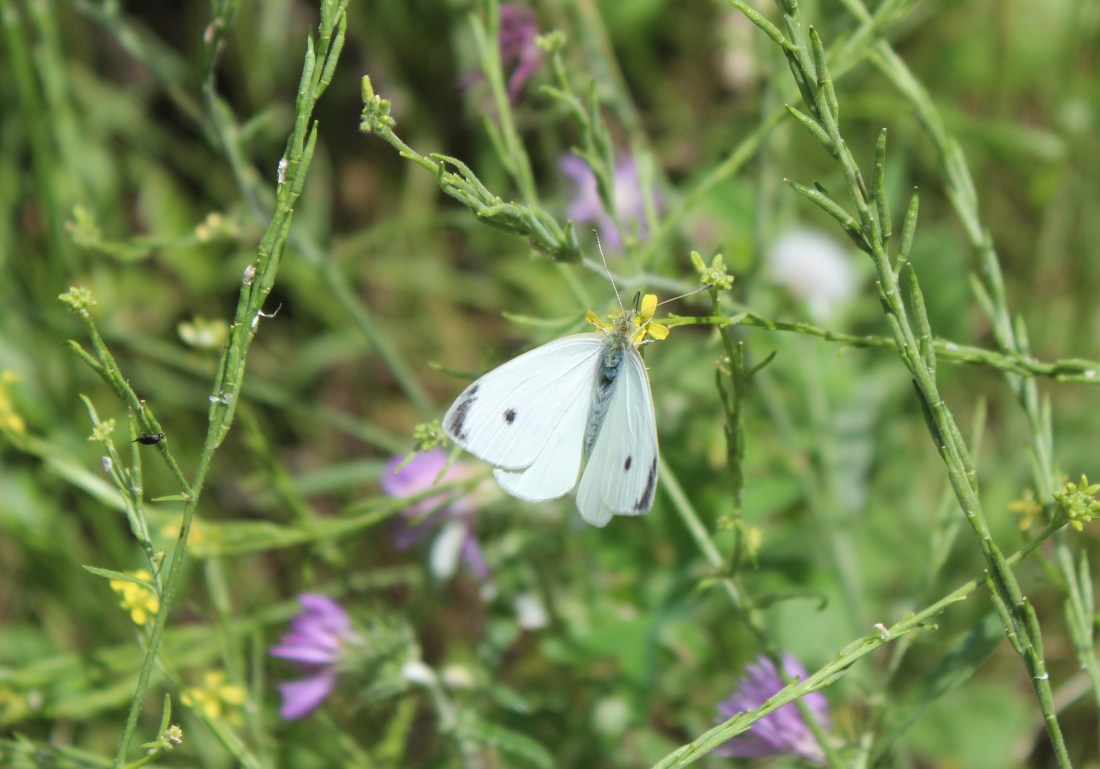 Pieris Brassicae 2