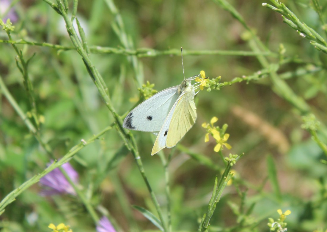 Pieris Brassicae 3