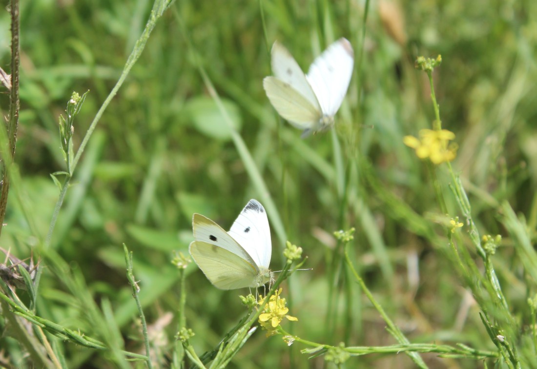 Pieris Brassicae 4