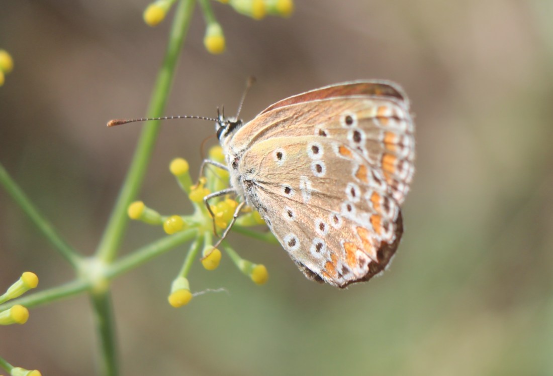 Aricia cramera 5