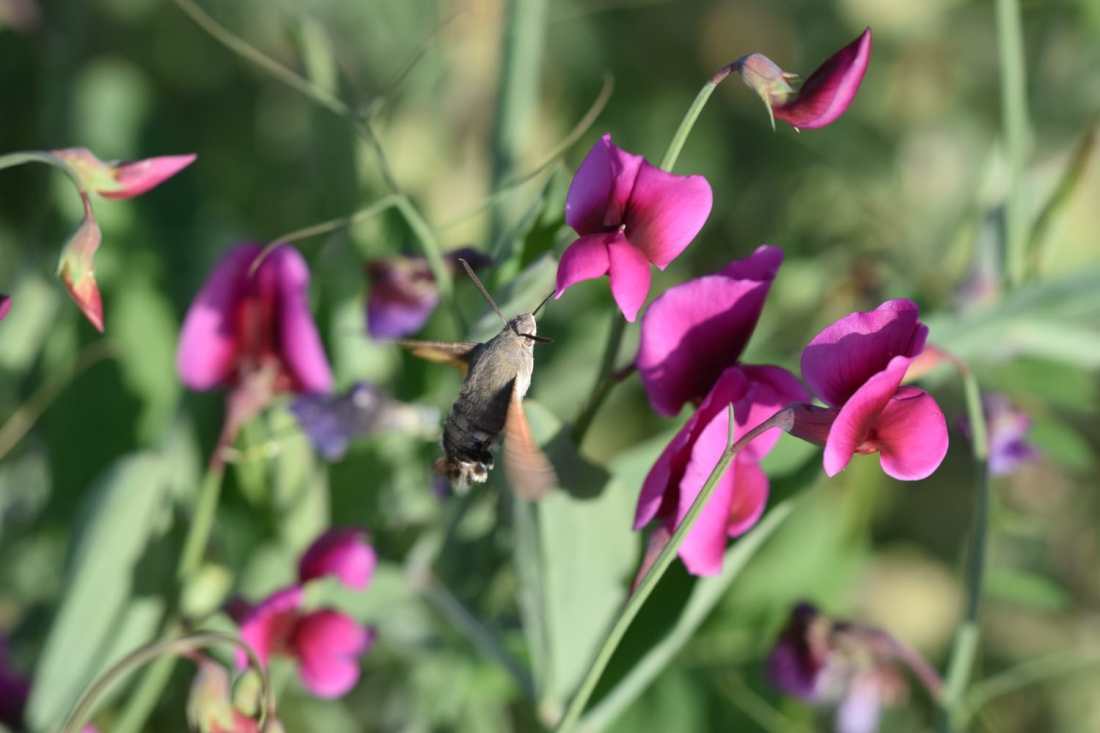 Esfinge Colibrí (Macroglossum Stellatorum) 2 (Foto de Jose M. Coso)