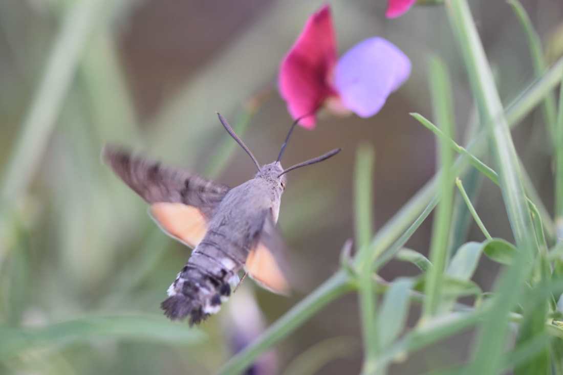 Esfinge Colibrí (Macroglossum Stellatorum) 3 (Foto de Jose M. Coso)