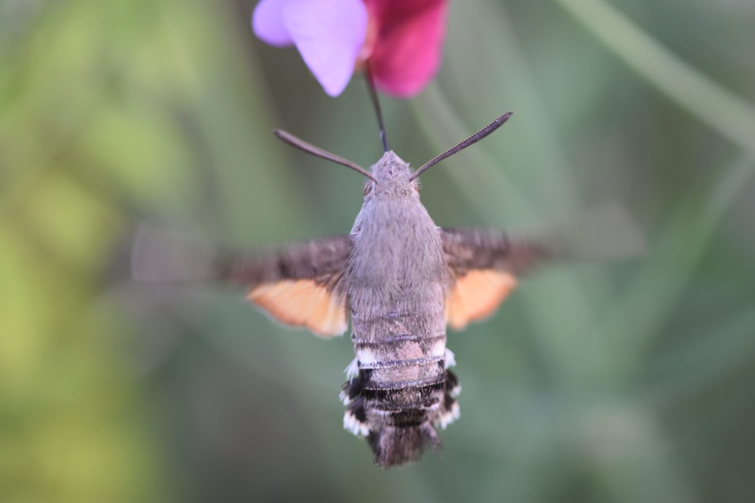 Esfinge Colibrí (Macroglossum Stellatorum) 1