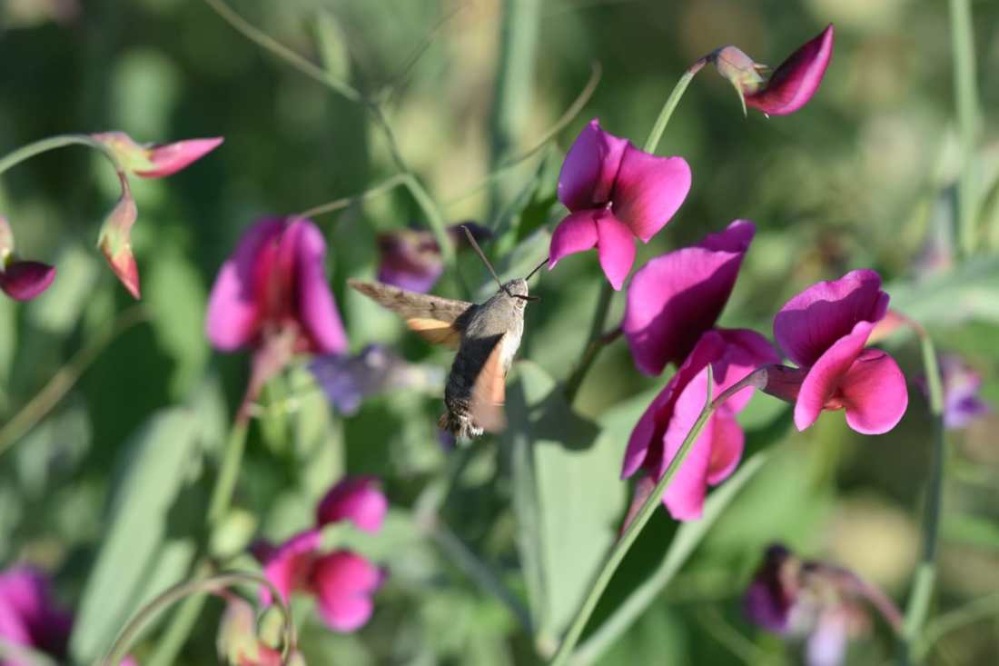 Esfinge Colibrí (Macroglossum Stellatorum) 4 (Foto de Jose M. Coso)