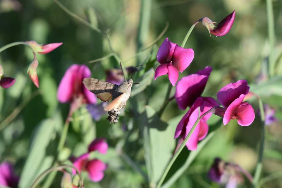 Esfinge Colibrí (Macroglossum Stellatorum) 8