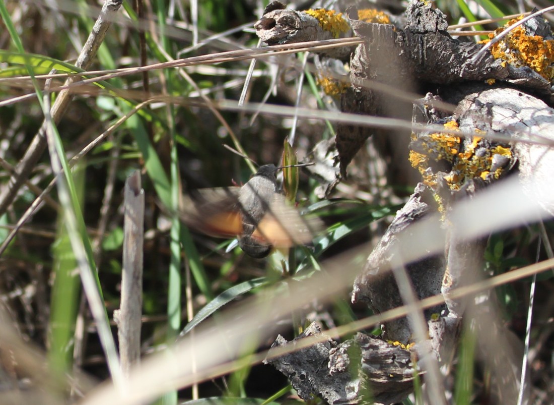 Esfinge Colibrí (Macroglossum Stellatorum) 7
