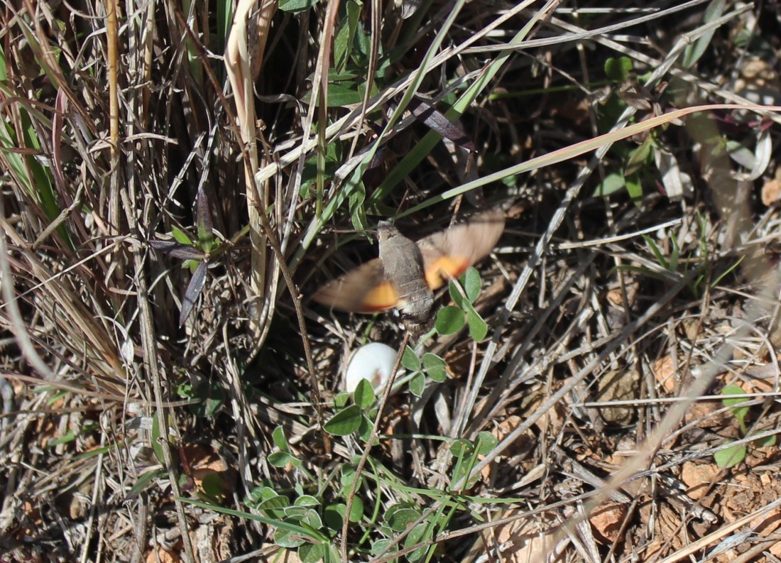 Esfinge Colibrí (Macroglossum Stellatorum) 6