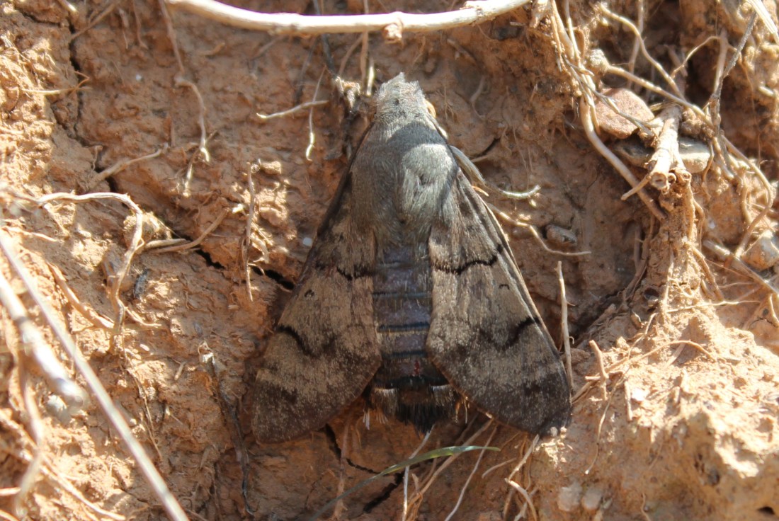 Macroglossum stellatarum 1