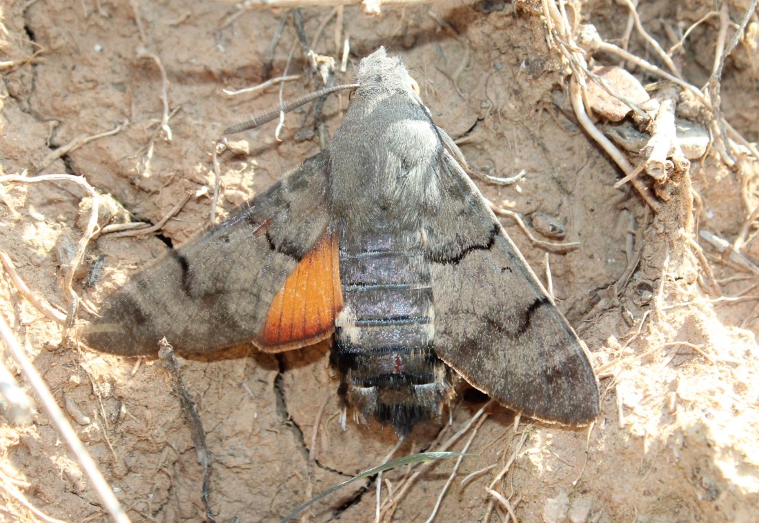 Macroglossum stellatarum 2