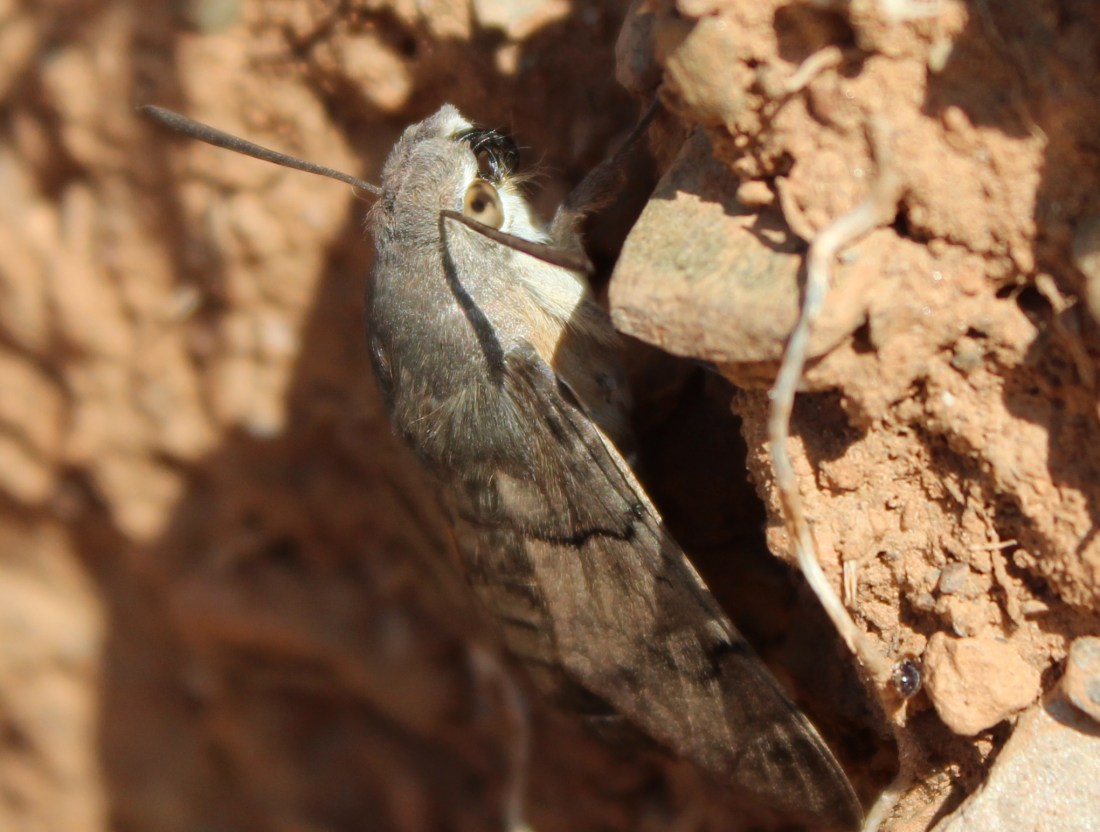 Macroglossum stellatarum 3