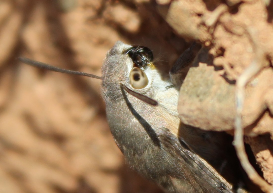 Macroglossum stellatarum 4