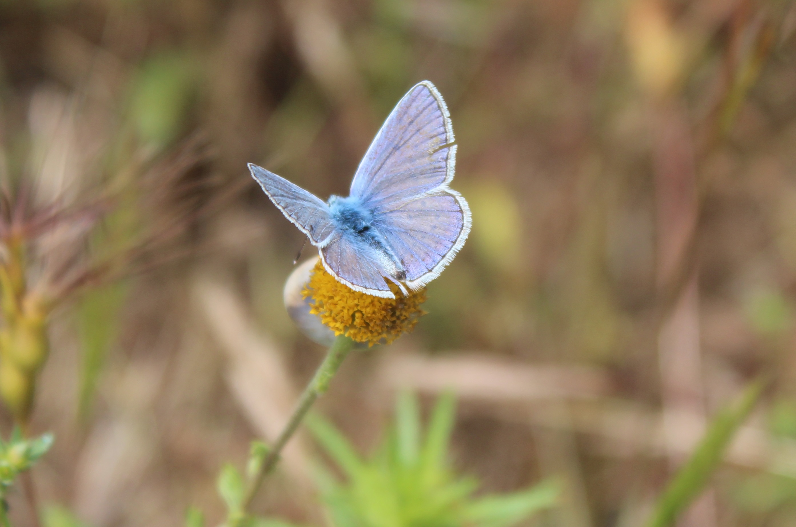 Polyommatus Icarus 1
