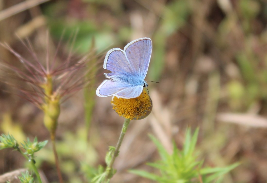 Polyommatus Icarus 2