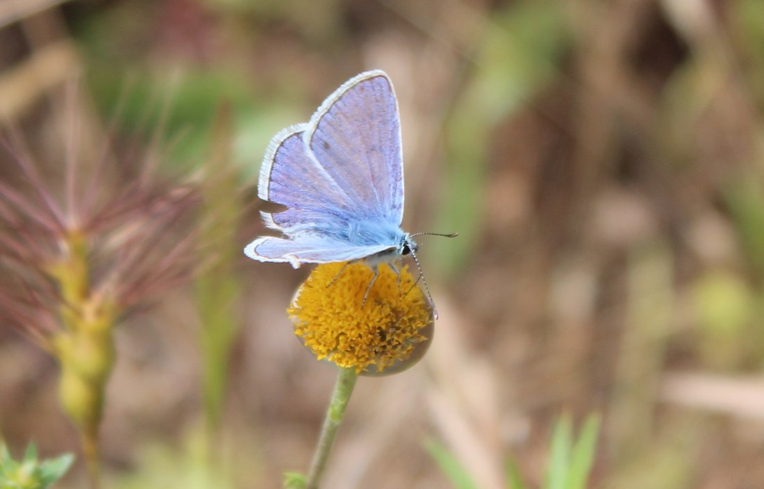 Polyommatus Icarus 4
