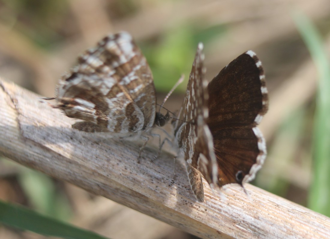 Cacyreus marshalli 1