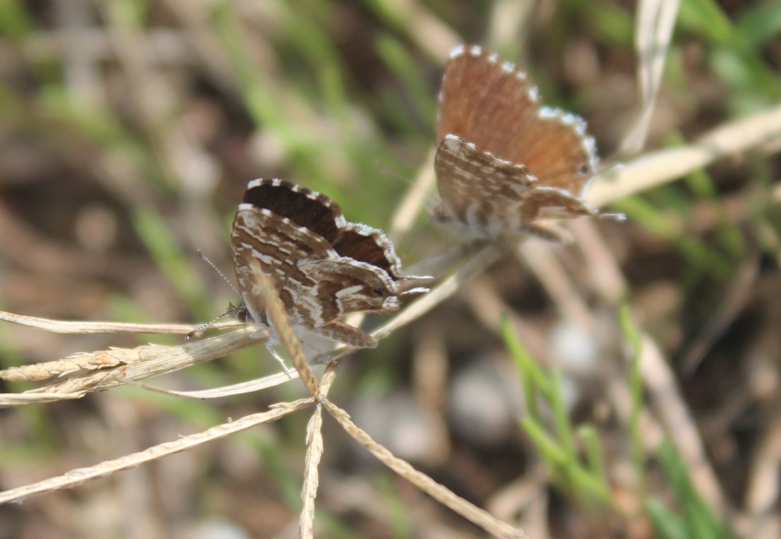 Cacyreus marshalli 2
