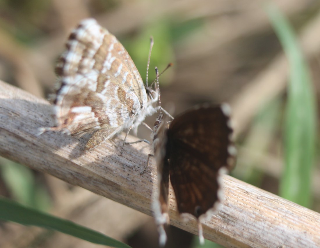 Cacyreus marshalli 3