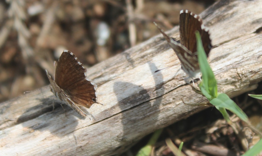 Cacyreus marshalli 5