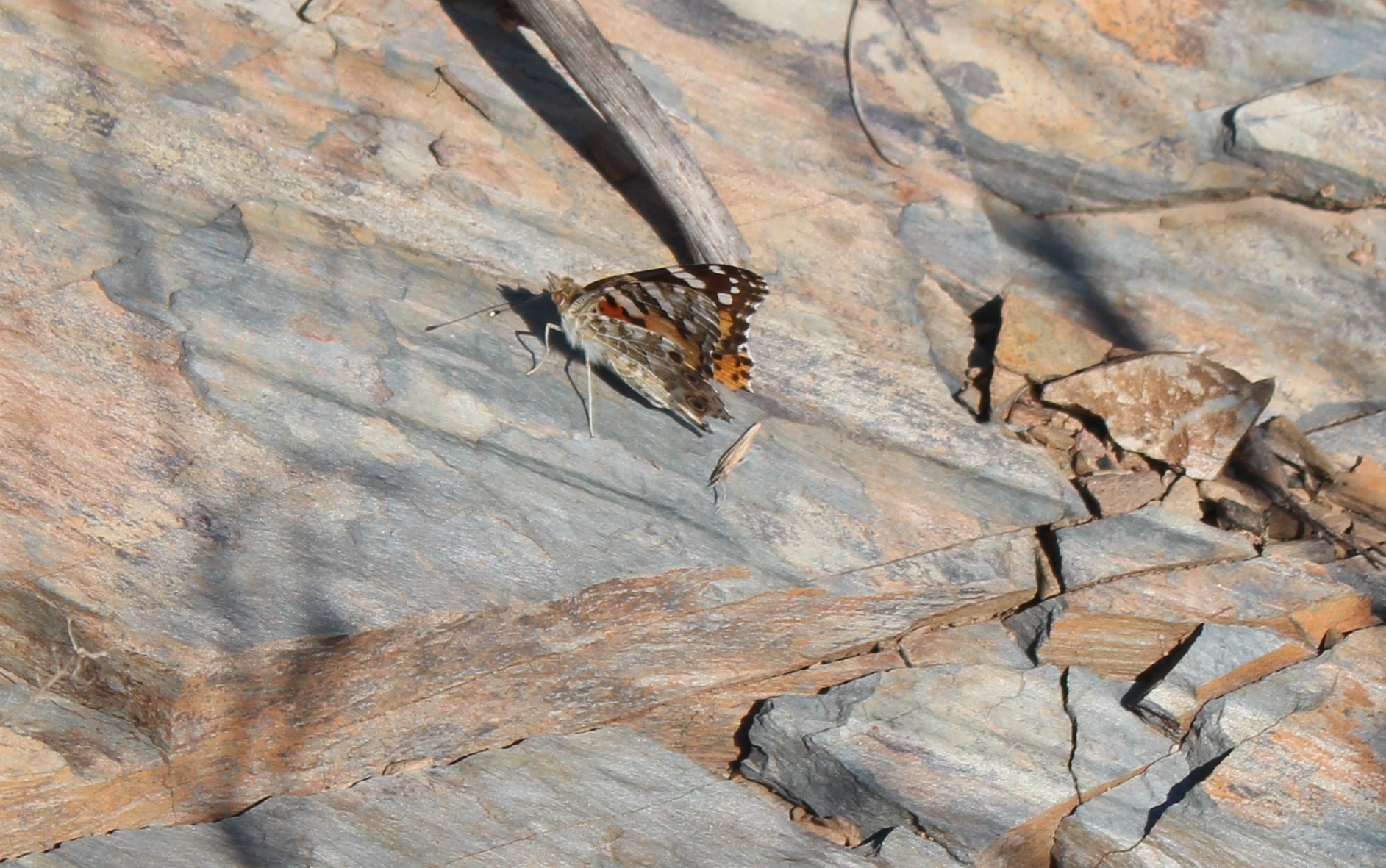 Vanesa de los cardos 3