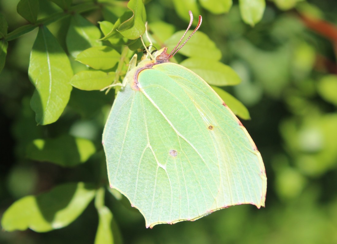 Gonepteryx rhamni 2