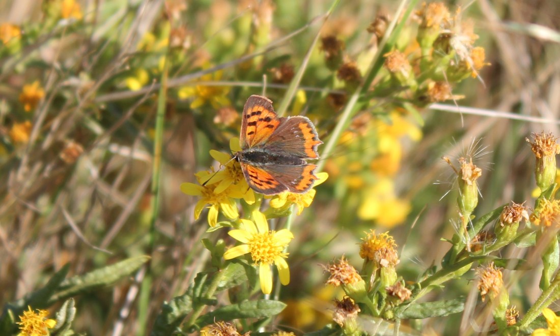 Lycaena phlaeas 1